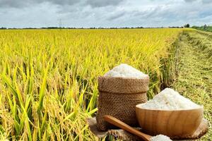 Giá lúa gạo hôm nay ngày 24/6: Biến động trái chiều