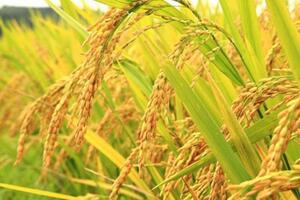 Giá lúa gạo hôm nay ngày 1/7: Lúa tươi đảo chiều giảm mạnh