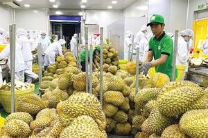 Xuất khẩu rau quả 2025, dự kiến khó về đích