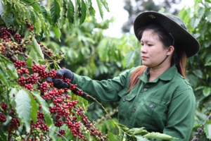 Cà phê tăng 1.000 đồng/kg, thị trường khó dự đoán nếu chỉ dựa vào cung cầu