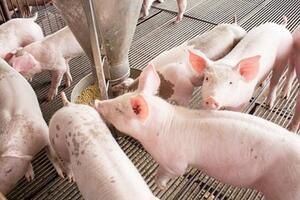 Giá heo hơi hôm nay 4/7/2025: Cao nhất còn 70.000 đồng/kg
