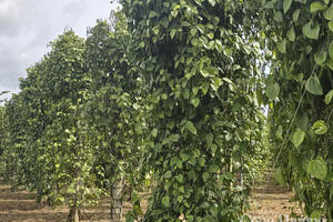 Giá tiêu hôm nay 28/7/2025: Trong nước cao nhất 138.000 đồng/kg