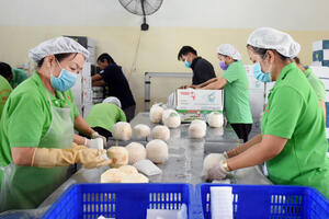 Gần 22 tấn dừa tươi gọt vỏ được xuất chính ngạch sang Trung Quốc