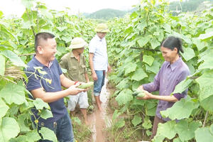 Bức tranh nông thôn mới ở Lạng Sơn nhìn từ những cánh đồng bội thu nhờ chuỗi liên kết