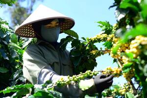 Giá cà phê hôm nay 18/8/2025:  Trong nước lặng sóng, ổn định ở mức cao