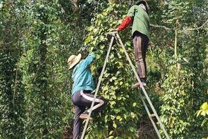 Giá tiêu hôm nay 26/8/2025: Trong nước tăng mạnh 2.000 đồng/kg