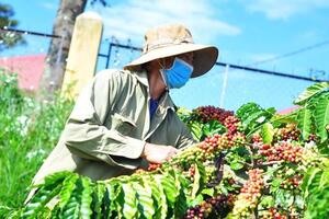 Giá cà phê hôm nay 26/8/2025: Trong nước quay đầu giảm