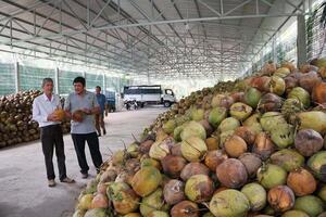 Dừa Việt Nam thêm cơ hội thâm nhập sâu thị trường Trung Quốc