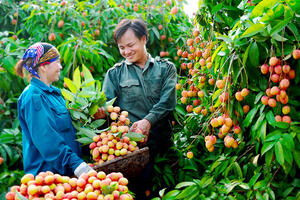 Du khách ùn ùn kéo đến vùng cao tỉnh Bắc Ninh, nông dân kiếm bộn tiền