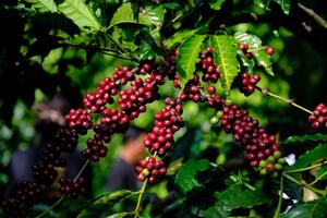 Thêm 2.500 đồng/kg, giá cà phê giữ lợi thế cho người trồng