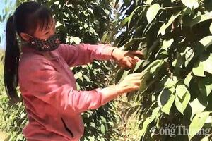 Giá tiêu hôm nay 18/9/2025: Trong nước giảm nhẹ