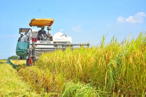Giá lúa gạo hôm nay ngày 16/10: Gạo đi ngang, lúa chững giá