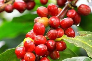 Giá cà phê tăng 2.800 đồng/kg, dự báo tiếp tục giữ ở mức cao