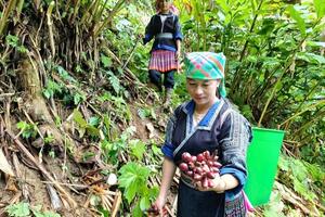 Con đường thoát nghèo từ cây thảo quả