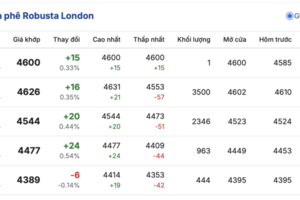Giá cà phê hôm nay 31/10/2025: Tăng nhẹ 800 đồng/kg