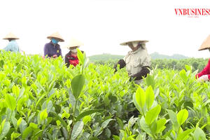 Nông thôn mới nhìn từ những nương chè xanh, vựa nông sản hái ra tiền ở Thái Nguyên