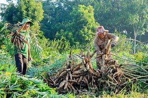 Bỏ ngỏ ‘miếng bánh’ thị trường Trung Đông, HTX ngành sắn đứng trước bài toán chuyển đổi cấp tốc