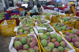 Xoài Úc nhập khẩu có giá bán tới 600.000 đồng/kg vẫn lất lướt xoài nội