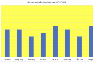 Giá heo hơi hôm nay 24/12/2025: Tăng đồng loạt, lập đỉnh mới