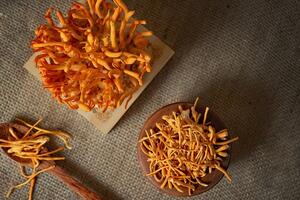 HTX tạo đột biến nhờ đổi mới công nghệ nuôi cấy đông trùng hạ thảo