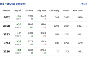 Giá cà phê hôm nay 26/12/2025: Đồng loạt tăng