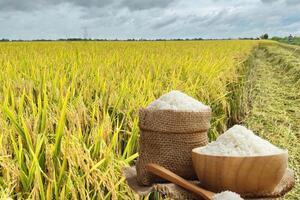 Giá lúa gạo hôm nay ngày 29/12: Thị trường trầm lắng