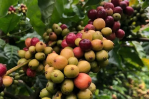 Phiên cuối năm, giá cà phê bật tăng 1.000 đồng/kg