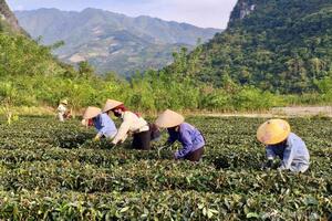 'Ươm mầm' thương hiệu nông sản từ đất Mường Lạn, Điện Biên