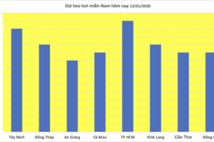 Giá heo hơi hôm nay 13/1/2026: Thị trường tăng 'nóng', lập đỉnh mới