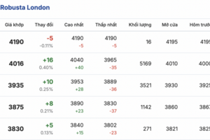 Giá cà phê hôm nay 20/1/2026: Cao nhất 99.000 đồng/kg
