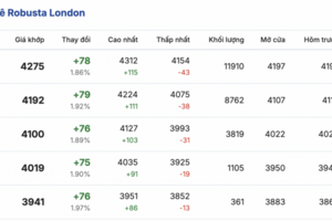 Giá cà phê hôm nay 28/1/2026: Tăng nhẹ 300 - 600 đồng/kg