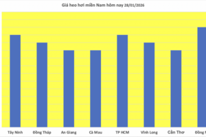 Giá heo hơi hôm nay 28/1/2026: Tiếp đà đi lên