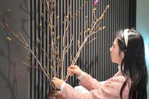 Hoa mộc lan thêm lựa chọn cho người chơi hoa dịp Tết