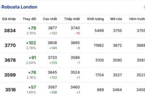 Giá cà phê hôm nay 10/2/2026: Tăng 1.000 đồng/kg