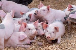 Giá heo hơi hôm nay 26/2/2026: Giảm đồng loạt tại miền Bắc, miền Trung