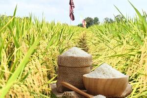 Giá lúa gạo hôm nay ngày 5/3/2026: Lúa tươi đồng loạt giảm