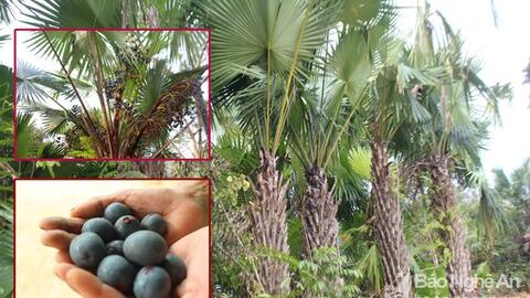Nghệ An vào mùa thu hoạch quả cọ đặc sản