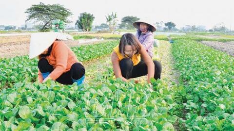 Phụ nữ thành phố: Lan tỏa phong trào thi đua