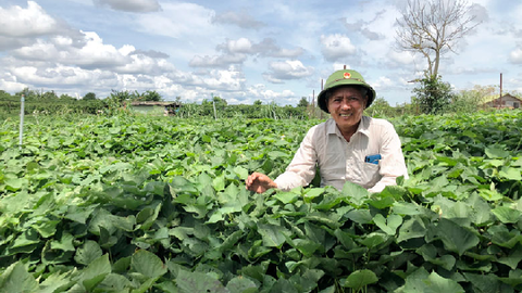 Lâm Đồng - Làm khoai lang bán giống
