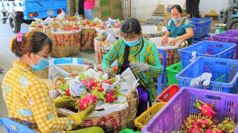 Thanh long tăng giá trở lại