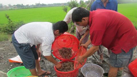 Người nuôi tôm gặp khó do ảnh hưởng bởi dịch Covid-19