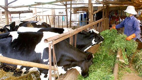 ĐBSCL: Người nuôi bò sữa lao đao vì không bán được sữa