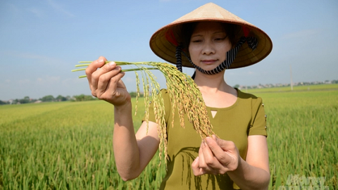 Thanh Oai (Hà Nội) trình diễn cây trồng giống mới thích ứng với biến đổi khí hậu