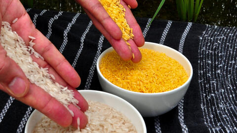Philippines phê duyệt "gạo vàng" GMO để sản xuất thương mại