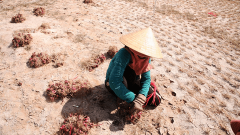 Thăm ''vương quốc hành tỏi'' Lý Sơn