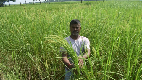 Bangladesh tìm ra giống lúa chống chịu mặn, bão