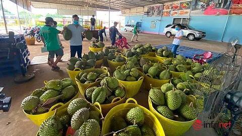Sầu riêng giảm giá nhẹ, chủ vườn vẫn lãi cao