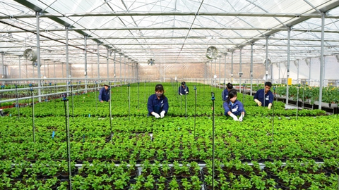 Những bài học kinh nghiệm trong quy hoạch vùng trồng