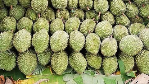 Sầu riêng Khánh Sơn tiêu thụ được 80%