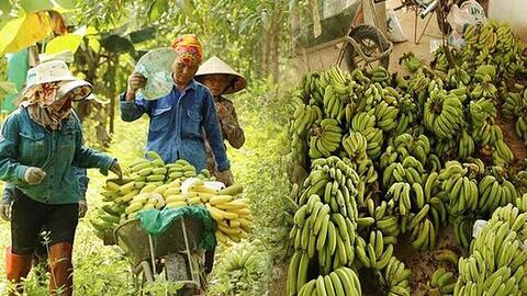 Lào Cai lên kế hoạch khẩn cấp để... cứu chuối